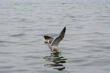 Seagull on the water. Gets prey from under water