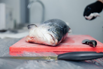 Closeup whole fresh salmon fish preparing fillet with knife on red cutting board in professional kitchen of restaurant. Concept Japanese food, sushi, sashimi, semi finished product, norwegian soup