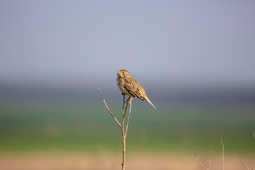  Corn Bunting on branch