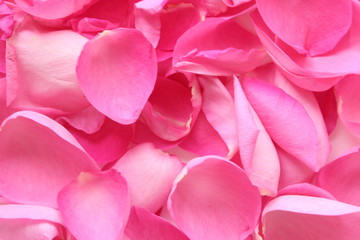 Fototapeta premium pink rose petals