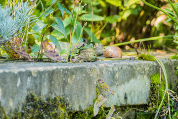 Verwunschener Frosch Froschkönig