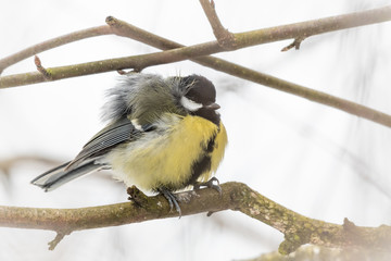 great tit on branch