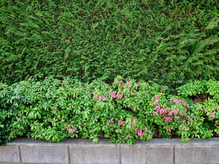 生垣と馬酔木の植え込み