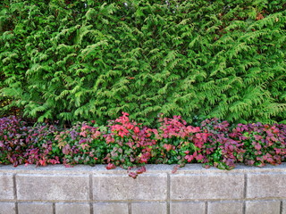 生垣とオタフクナンテン