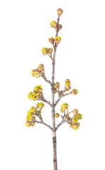 European cornel branch
