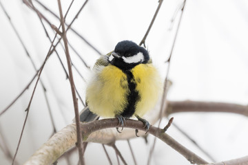 great tit in winter