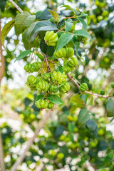 Brazilian red fruit grown on an orchard tree