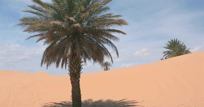 Taghit,; d&eacute;sert, oasis
