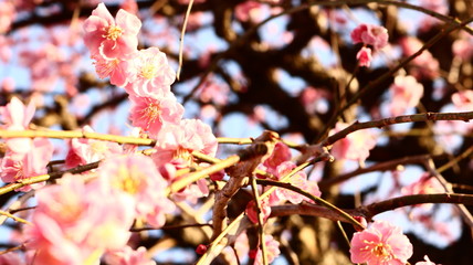 夕日のしだれ梅 農業センター