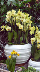 Yellow Orchid in white pot against a backdrop of green plants, day