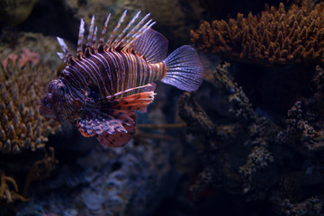 Closeup view of Red Lionfish in Lisbon Oceanarium