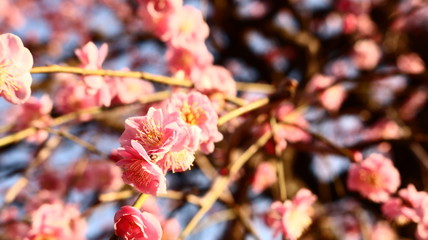 夕日のしだれ梅 農業センター