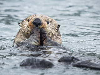 feeding sea otter