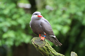 Inkaseeschwalbe