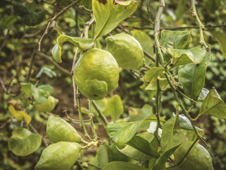 Green lemons in a tree