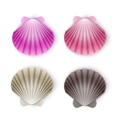 Set of scallop seashells, Vector seashells of cartoon style, illustration isolated on white background