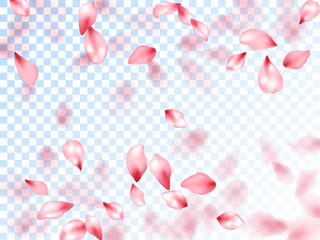 Japanese cherry petals on transparent background.
