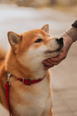 beautiful purebred dog of the Siba Inu pet by a owner