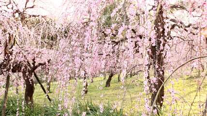 夕日のしだれ梅園　農業センター