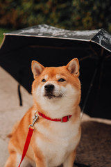 beautiful purebred dog of the Siba Inu pet by a owner with umbrella