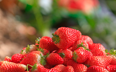 Fresh strawberries, close-up shots