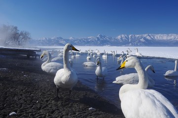 wild swans, Kussharo Lake in Hokkaido　オオハクチョウ北海道