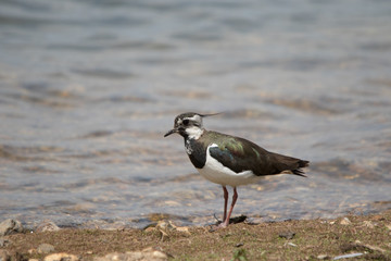 LAPWING ON SHORE