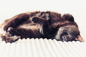 Black cat lying on the gray fur cover on bed.