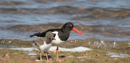OYSTERCATCHER WITH YOUNG