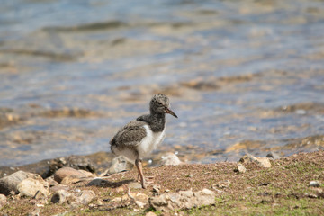 OYSTERCATCHER(YOUNG)