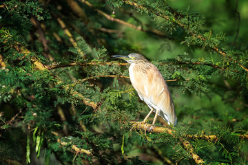 Squacco heron on an acacia tree at Lake Naivasha, Kenya