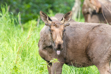 moose bull calf