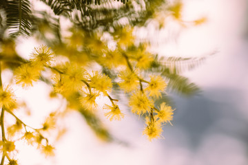 Beautiful acacia yellow flower, mimosa. Close up view of yellow mimosa flower with selective focus.  