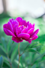 Obraz na płótnie Canvas Dark pink peony flower growing in garden, vertical