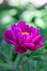 Dark pink peony flower growing in garden, vertical