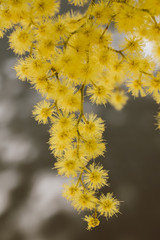 Beautiful acacia yellow flower, mimosa. Close up view of yellow mimosa flower with selective focus.  