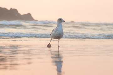 seagulls at the beach