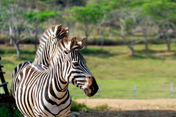 Fototapeta na wymiar closeup zebra with soft-focus and over light in the background