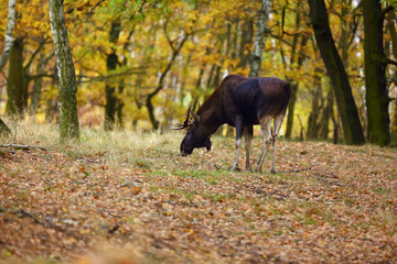 The moose (North America) or elk (Eurasia) scientic name ( Alces alces) in the autumn forest.Big male in the forest.