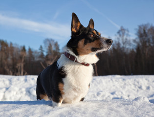Welsh Corgi Cardigan on a sunny snowy field in nature in winter