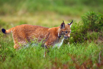 The Eurasian lynx (Lynx lynx) a young lynx in green plants, autumn forest background.