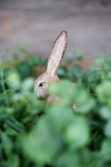 Frohe Ostern Osterhase 