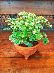 green plant in a pot