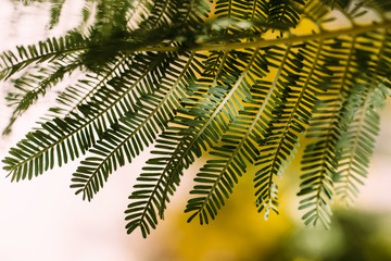 Acacia green leaves as texture and background for design. Acacia Dealbata.  