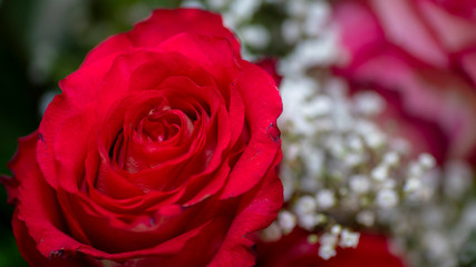 red white rose flovers rote rosen weise rosen
