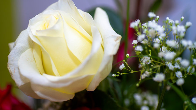 red white rose flovers rote rosen weise rosen