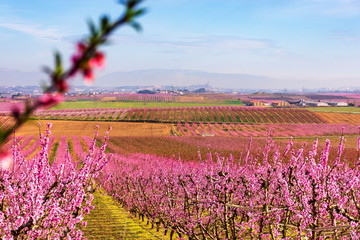 A view of La Sur Vella de LLeida on the background, with rows of peach tree in bloom, with pink flowers on the foreground. Torres de Segre, Carrassumada, Lleida, Catalonia, Spain, Catalunya