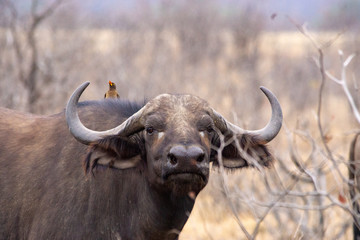 buffalo and oxpecker