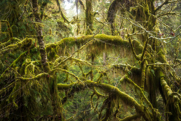 hoh rainforest