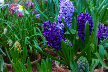 Decorative flowers in a greenhouse